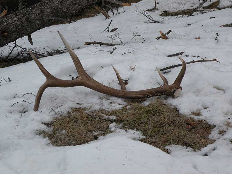 ElkAntler3_16_13ps